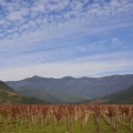 The Most Delicious Wines in the World