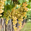 Is Riesling Wine Sweet or Dry? Explore Flavor Profiles & Perfect Pairings