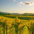 The Best Wineries Around the World: An Expert's Perspective