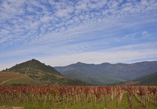 The Most Delicious Wines in the World