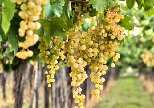 Is Riesling Wine Sweet or Dry? Explore Flavor Profiles & Perfect Pairings