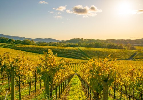 The Best Wineries Around the World: An Expert's Perspective